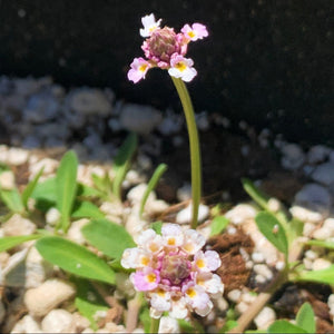 Lippia ground cover called frog fruit