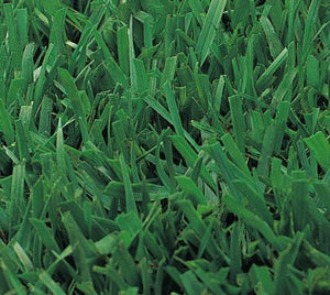 Medallion Tall Fescue Grass Seed - Native Lawn Delivery