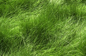 Mow Free / No Mow Grass - Native Lawn Delivery
