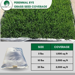 perennial ryegrass grass seed