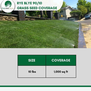 perennial rye grass kbg grass seed