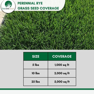 perennial rye grass seed