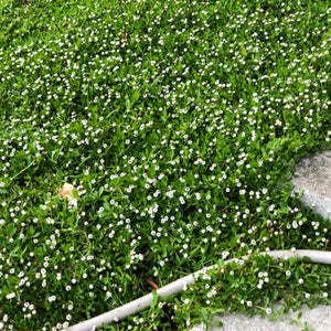 frog fruit phyla ground cover