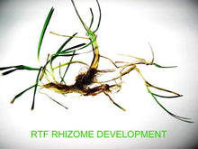 Load image into Gallery viewer, rtf rhizomes
