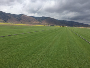 rtf sod field