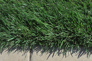 rtf sod grass