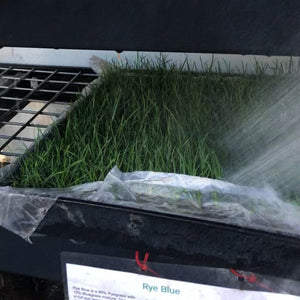 Ryegrass with RPR - Native Lawn Delivery