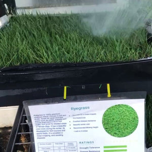 Ryegrass with RPR - Native Lawn Delivery