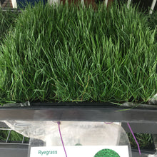 Load image into Gallery viewer, Ryegrass with RPR - Native Lawn Delivery
