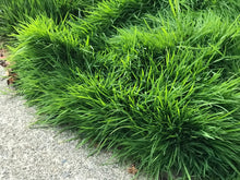 Load image into Gallery viewer, tall ryegrass sod over grown
