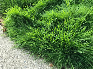 tall ryegrass sod over grown