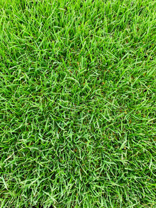 Ryegrass sod farm near me