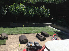 Load image into Gallery viewer, grass that grows in shade
