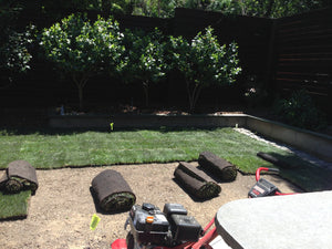 grass that grows in shade