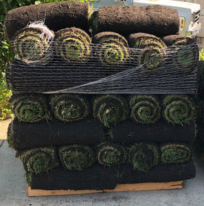 fescue sod delivery