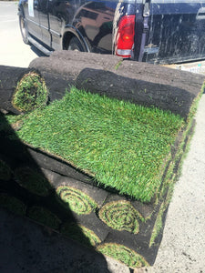 fescue sod for sale