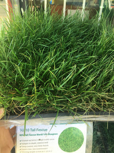 tall fescue ratings and reviews