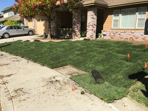 fescue and bluegrass sod