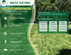Delta Tall 9010 Sod a Hybrid Tall Fescue with Kentucky Bluegrass - Native Lawn Delivery