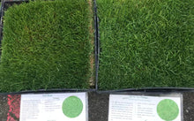 Load image into Gallery viewer, tall fescue vs rye blue
