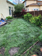 Load image into Gallery viewer, tall fescue sod backyard

