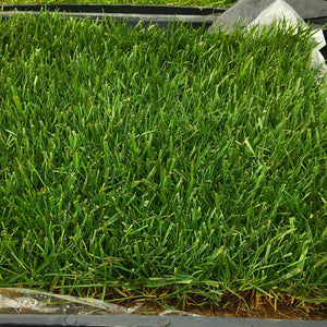 tall fescue sod delivery