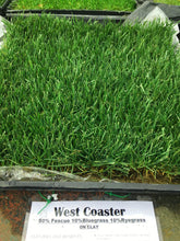 Load image into Gallery viewer, west coaster fescue sod mix

