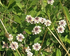 lippia ground cover